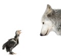 Wolf looking at a chick against white background Royalty Free Stock Photo