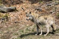 The wolf lurks on prey, looking from the front. European wolf, Europaeischer Wolf, Canis lupus, wolf, CZECH REPUBLIC