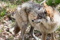 The wolf lurks on prey, looking from the front. European wolf, Europaeischer Wolf, Canis lupus, wolf, CZECH REPUBLIC