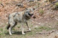 The wolf lurks on prey, looking from the front. European wolf, Europaeischer Wolf, Canis lupus, wolf, CZECH REPUBLIC