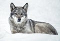 Relaxed Wolf lying on the snow in the forest