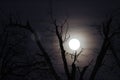Wolf moon with bare branches, horizontal Royalty Free Stock Photo
