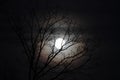 Wolf moon with bare branches, round halo Royalty Free Stock Photo
