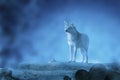 Wolf on a moonset