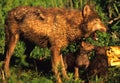 Wolf Mother with Pup