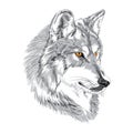 Wolf muzzle sketch