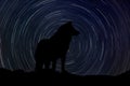 Wolf at night with startrail in the background Royalty Free Stock Photo