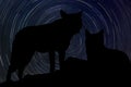 Wolf at night with startrail in the background Royalty Free Stock Photo