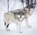 Three Wolves in the Snow Royalty Free Stock Photo