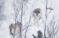 Three Wolves in the Snow Royalty Free Stock Photo