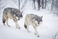 Three Wolves in the Snow Royalty Free Stock Photo