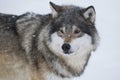 Wolf Standing in the Snow Royalty Free Stock Photo