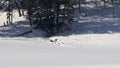 wolf pack feeding on an elk bull during winter at yellowstone Royalty Free Stock Photo