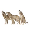 Wolf pack howling Royalty Free Stock Photo