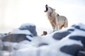 wolf pack leader howling on a boulder surrounded by snow Royalty Free Stock Photo