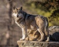 Wolf pack leader scans the horizon at Brookfield Zoo