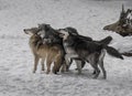 Wolf Pack playing in the snow.