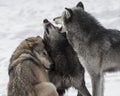 Wolf Pack playing in the snow.