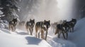 Wolf Pack\'s Coordinated Hunt in the Snowy Wilderness
