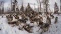 Wolf Pack\'s Hierarchical Feast After a Successful Hunt