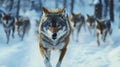 Wolf Pack in Snowy Forest Royalty Free Stock Photo