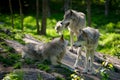 Wolf Pack of Three Wolves