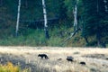 Wolf pack in Yellowstone Royalty Free Stock Photo