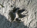 Wolf paw print on mud