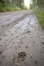 Wolf paw prints on the side of the road Royalty Free Stock Photo