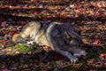 Wolf peacefully sleeping on the ground covered with leaves in the forest Royalty Free Stock Photo