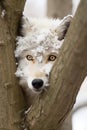 A wolf is peeking out from behind a tree, AI