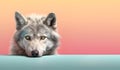 Wolf peeking over pastel bright background. advertisement, banner, card