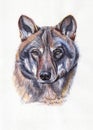 Wolf Portrait. Watercolor Illustration. Hand Drawn Animal On White