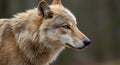 wolf portrait with golden ratio composition and blurred background by you - generated using ai Royalty Free Stock Photo