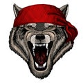 Wolf portrait. Head of wild animal. Bandana. Pirate. Motorcycle.