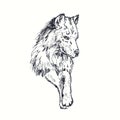 Wolf portrait. Ink black and white doodle drawing Royalty Free Stock Photo