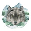 Wolf portrait in mountain wild landscape. Watercolor illustration. Grey wolf view portrait. Wild animal in forest winter