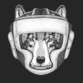 Wolf portrait. oxing helmet. Boxer. Head of wild animal.