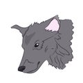 Wolf portrait, vector,