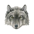 Wolf Portrait Watercolor Illustration. Grey Arctic Wolf Animal Hand Drawn Image. Wildlife Canada, Taiga Forest Predator