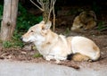 Wolf predator mammal fangs hide fur thick lair