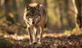Wolf prowling through the forest Royalty Free Stock Photo