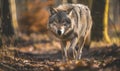 Wolf prowling through the forest Royalty Free Stock Photo