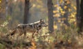 Wolf prowling through the forest Royalty Free Stock Photo
