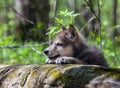 Wolf Pup Royalty Free Stock Photo