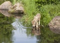 Wolf Pup Drinking from Lake with Clear Reflection Royalty Free Stock Photo