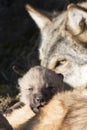 Wolf pup and mother at den Royalty Free Stock Photo