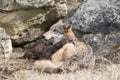 Wolf pup resting on mother Royalty Free Stock Photo