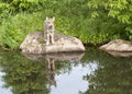 Wolf Puppy with Clear Reflection in Lake Royalty Free Stock Photo