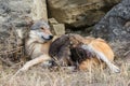 Wolf pups feeding on mother Royalty Free Stock Photo